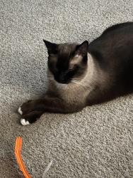 Lost Male Cat last seen Lullwater & Franklyn, Wilmington, NC 28403