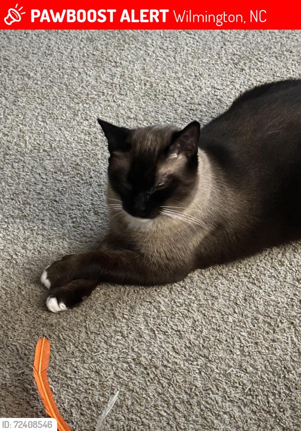 Lost Male Cat last seen Lullwater & Franklyn, Wilmington, NC 28403