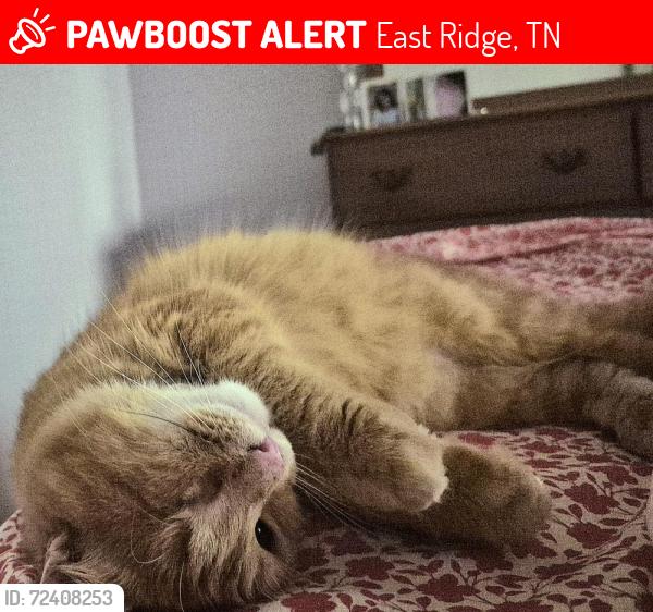 Lost Male Cat last seen Greenwood, East Ridge, TN 37412