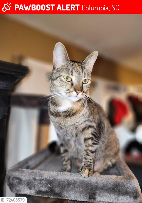 Lost Female Cat last seen Bush River Rd., Columbia, SC 29212