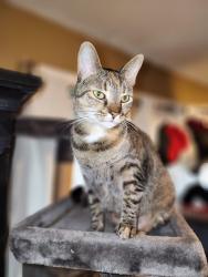 Lost Female Cat last seen Bush River Rd., Columbia, SC 29212