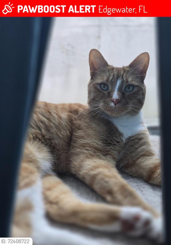 Lost Male Cat last seen 22nd and umbrella range , Edgewater, FL 32141