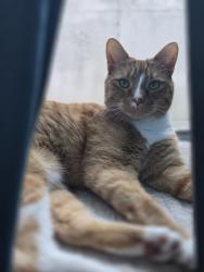 Lost Male Cat last seen 22nd and umbrella range , Edgewater, FL 32141