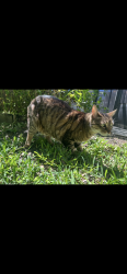 Lost Male Cat last seen Windsor Landing, Ocoee, FL 34761
