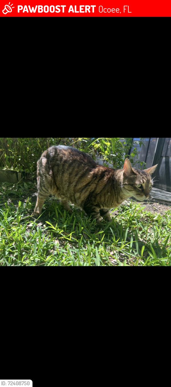 Lost Male Cat last seen Windsor Landing, Ocoee, FL 34761