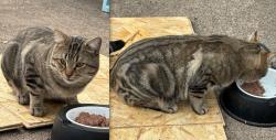 Found/Stray Male Cat last seen Near Block and California St Northeast Marshall Terrace neighborhood, Minneapolis, MN 55418