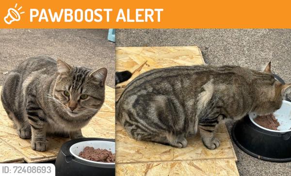 Found/Stray Male Cat last seen Near Block and California St Northeast Marshall Terrace neighborhood, Minneapolis, MN 55418