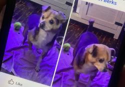Lost Male Dog last seen Windsor/thorn st reading pa northwest area, Reading, PA 19601