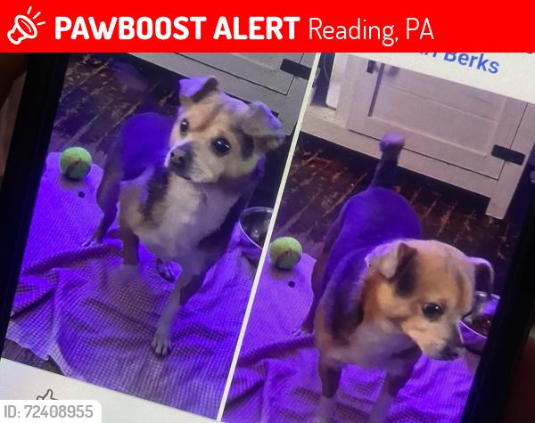Lost Male Dog last seen Windsor/thorn st reading pa northwest area, Reading, PA 19601