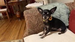 Lost Female Dog last seen Greenwood Ave South 21st. Dodson Ave, Fort Smith, AR 72901