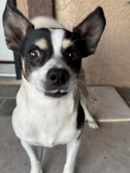 Lost Male Dog last seen Sahara, Las Vegas, NV 89104