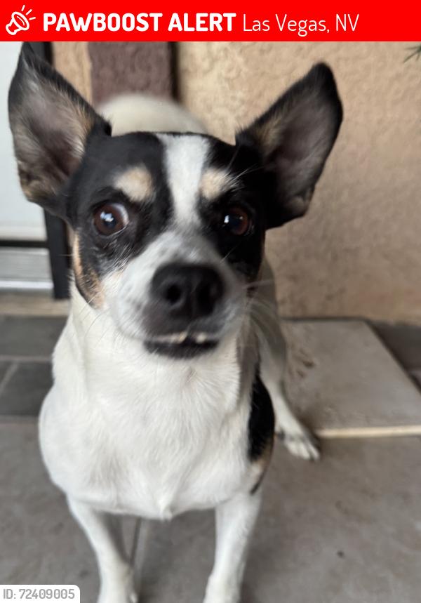 Lost Male Dog last seen Sahara, Las Vegas, NV 89104