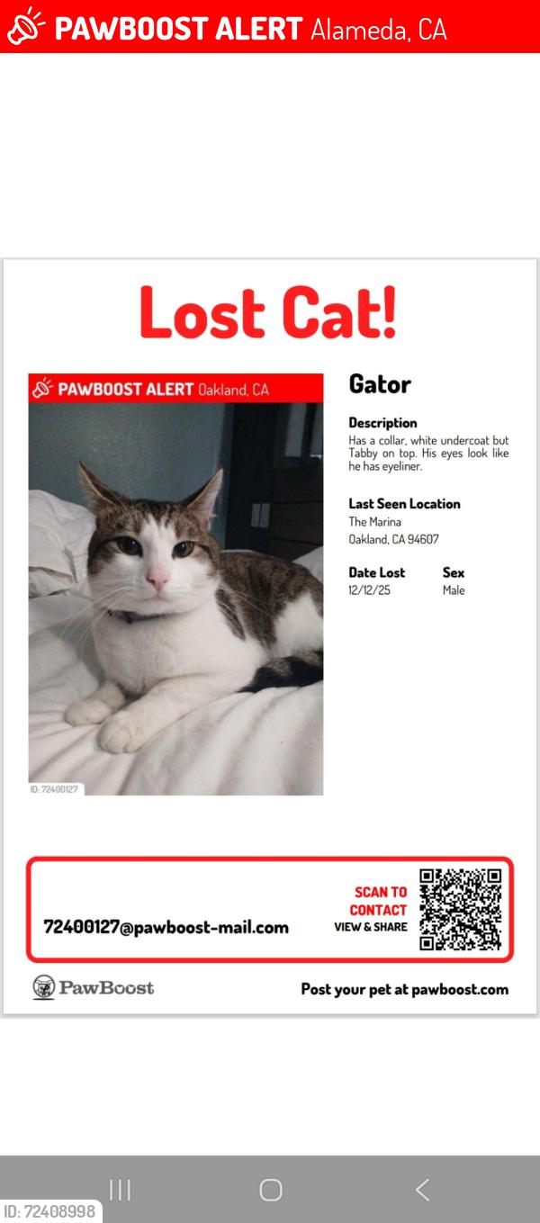 Lost Male Cat last seen Grand Marina Alameda, Alameda, CA 94501