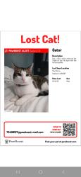 Lost Male Cat last seen Grand Marina Alameda, Alameda, CA 94501