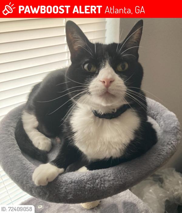 Lost Female Cat last seen Cul-de-sac, hiking trails, Atlanta, GA 30316