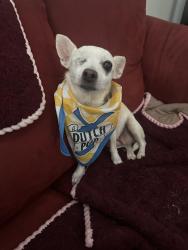 Lost Female Dog last seen 26th st and Hartford , Phoenix, AZ 85032