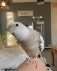Lost Male Bird last seen Forbisher Close, Huntingdon, England 