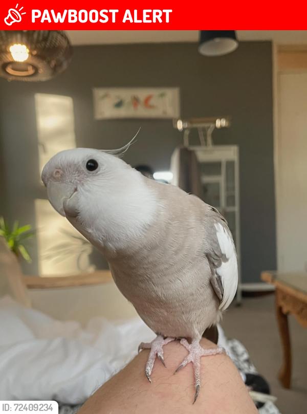 Lost Male Bird last seen Forbisher Close, Huntingdon, England 