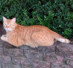 Lost Male Cat last seen Monterosa Place and Crecy Lane, Manassas, Manassas, VA 20110