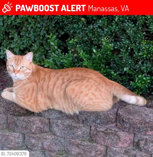 Lost Male Cat last seen Monterosa Place and Crecy Lane, Manassas, Manassas, VA 20110