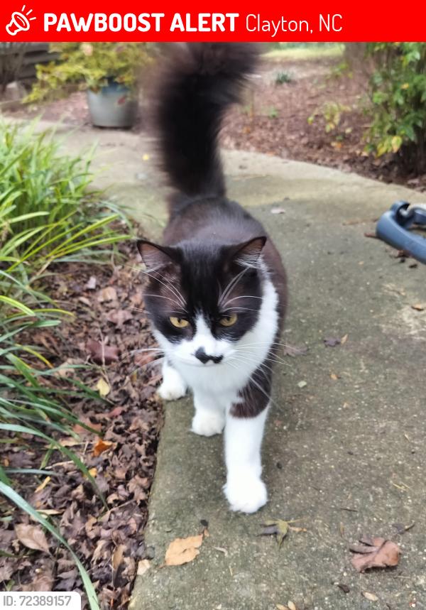 Lost Male Cat last seen Allen rd near Cleveland rd.  Primrose area, Clayton, NC 27520