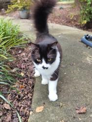 Lost Male Cat last seen Allen rd near Cleveland rd.  Primrose area, Clayton, NC 27520