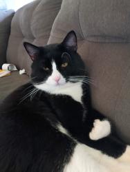 Lost Male Cat last seen Napa ,Queen, Spokane, WA 99207