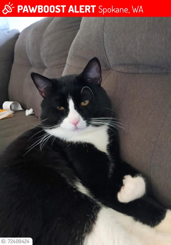 Lost Male Cat last seen Napa ,Queen, Spokane, WA 99207