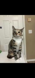 Lost Female Cat last seen South john young parkway, Orlando, FL 32839