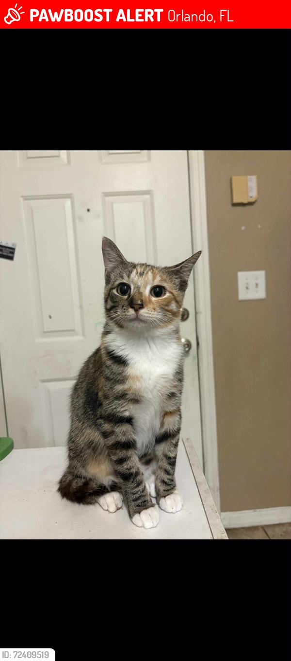 Lost Female Cat last seen South john young parkway, Orlando, FL 32839