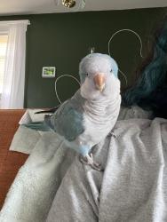 Lost Unknown Bird last seen Van pelt place, Little Falls, NJ, Little Falls Township, NJ 07424