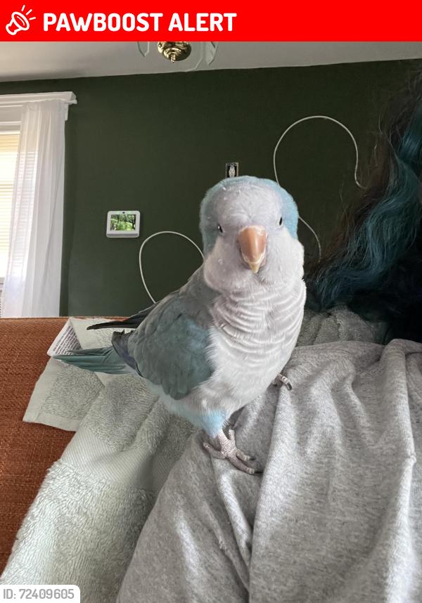 Lost Unknown Bird last seen Van pelt place, Little Falls, NJ, Little Falls Township, NJ 07424