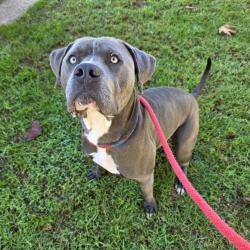 Found/Stray Male Dog last seen Near W Pacific Coast Hwy, Long Beach, CA 90810, Long Beach, CA 90810