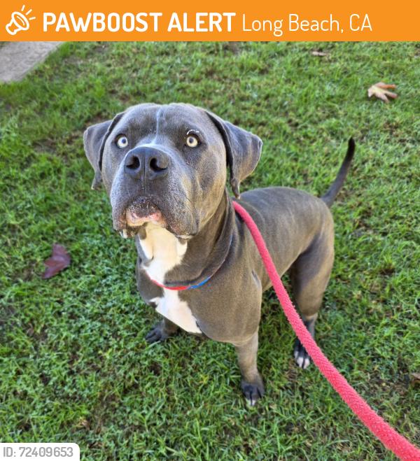 Found/Stray Male Dog last seen Near W Pacific Coast Hwy, Long Beach, CA 90810, Long Beach, CA 90810