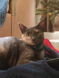 Lost Female Cat last seen Near liberty ln Jonesboro ga 30238, Jonesboro, GA 30238