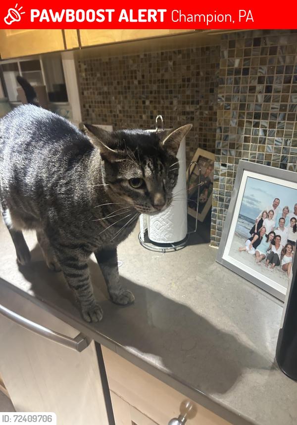 Lost Male Cat last seen Woodridge 7S Villages, Champion, PA 15622
