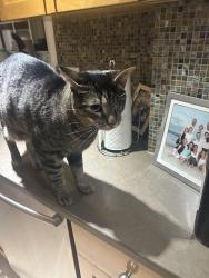 Lost Male Cat last seen Woodridge 7S Villages, Champion, PA 15622