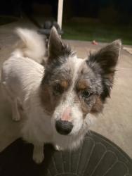 Found/Stray Male Dog last seen 6th Ave and Nisqualli Rd, Victorville, CA 92307
