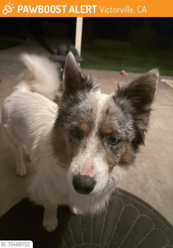 Found/Stray Male Dog last seen 6th Ave and Nisqualli Rd, Victorville, CA 92307