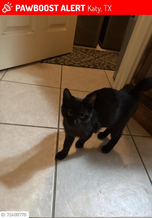 Lost Male Cat last seen 529/Fry Rd, Katy, TX 77449
