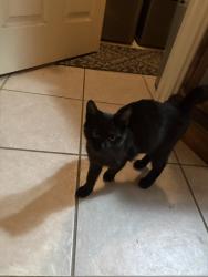 Lost Male Cat last seen 529/Fry Rd, Katy, TX 77449