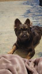 Lost Male Dog last seen Miller and villa and Nay sw, Oklahoma City, OK 73159