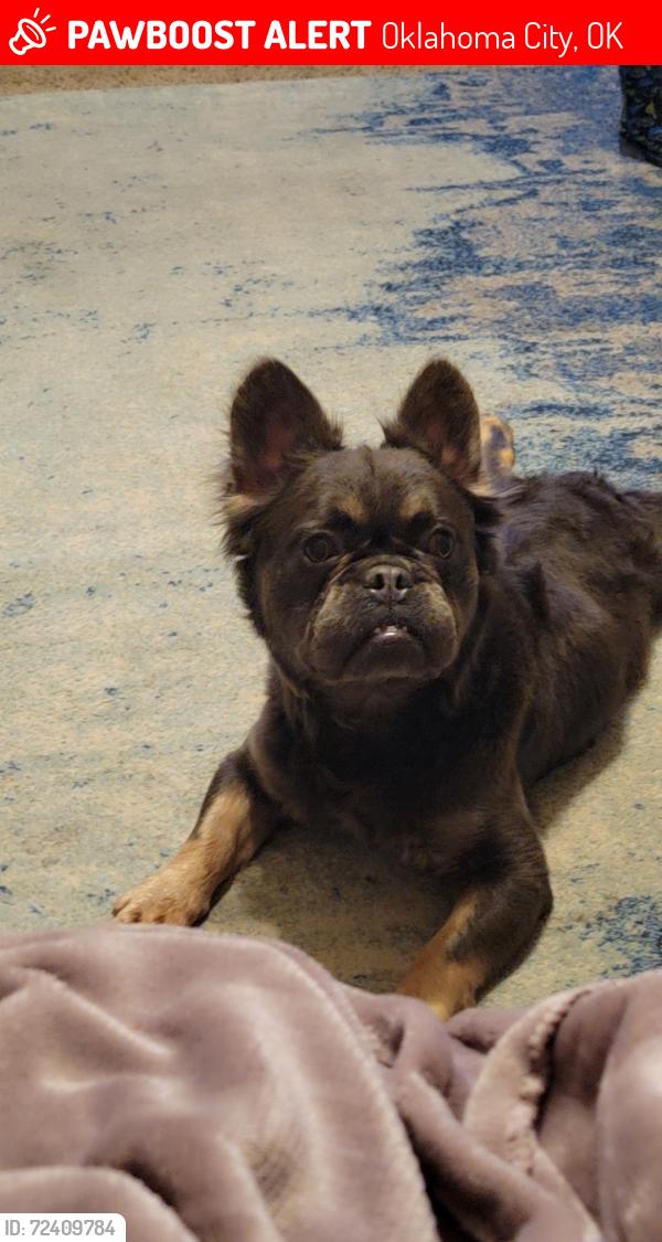 Lost Male Dog last seen Miller and villa and Nay sw, Oklahoma City, OK 73159