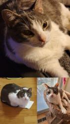 Lost Male Cat last seen Crystal Ct and Mirror Ridge, Sterling, VA 20164