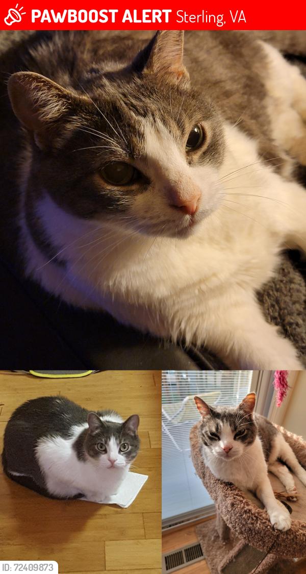 Lost Male Cat last seen Crystal Ct and Mirror Ridge, Sterling, VA 20164