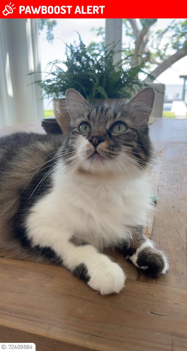 Lost Female Cat last seen Near Nellie Drive off Chat Holley Rd, Santa Rosa Beach, FL 32459