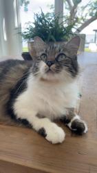 Lost Female Cat last seen Near Nellie Drive off Chat Holley Rd, Santa Rosa Beach, FL 32459