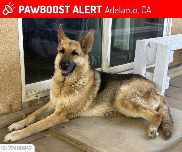Lost Female Dog last seen Jonathan/ Víctor near Stater Brothers , Adelanto, CA 92301