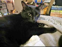 Lost Female Cat last seen Extended Stay Northgate , Sacramento, CA 95834