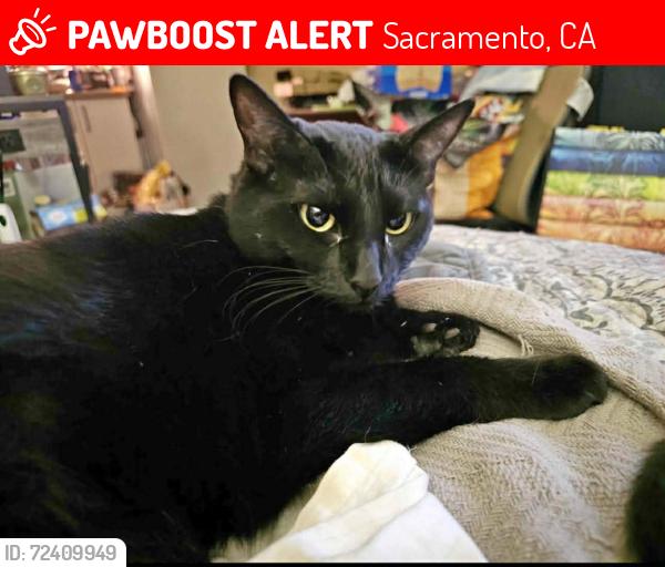 Lost Female Cat last seen Extended Stay Northgate , Sacramento, CA 95834